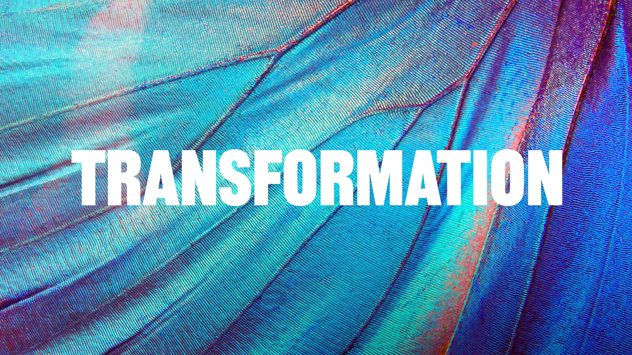Texture of a butterfly wing with the word Transformation